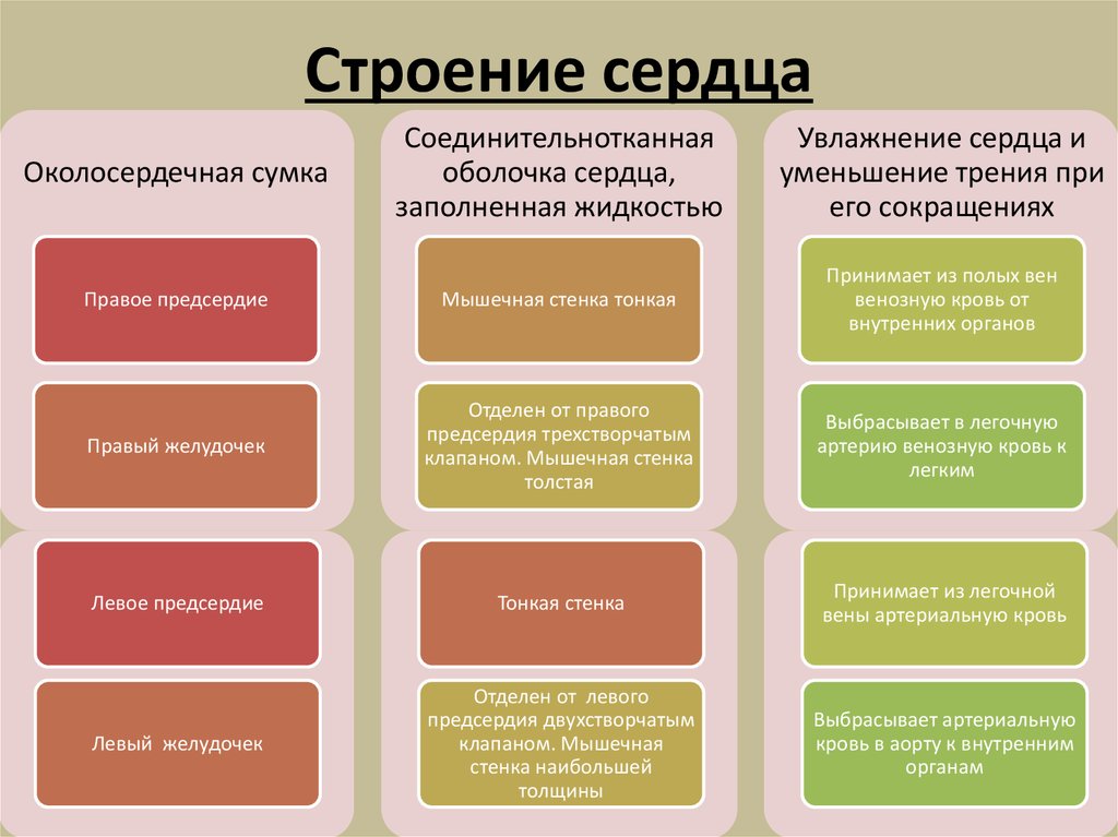 Строение сердца