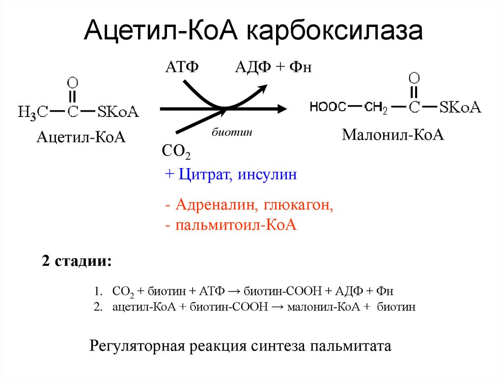 Синтез кофермента. Химическая структура ацетил КОА. Кофермент ацетил-КОА карбоксилазы. Синтез ацил КОА из ацетил КОА. Ацетил КОА структурная формула.