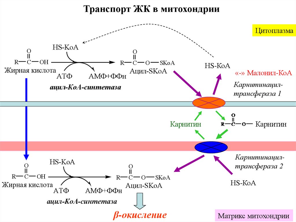 Цитоплазма в митохондриях. Схема транспорта жирных кислот в митохондрии. Карнитин КОА трансфераза 2. Окисление липидов в митохондрии. Транспорт высших жирных кислот в митохондрии.