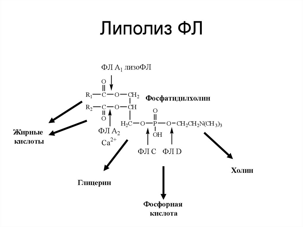 Конечный распад жиров