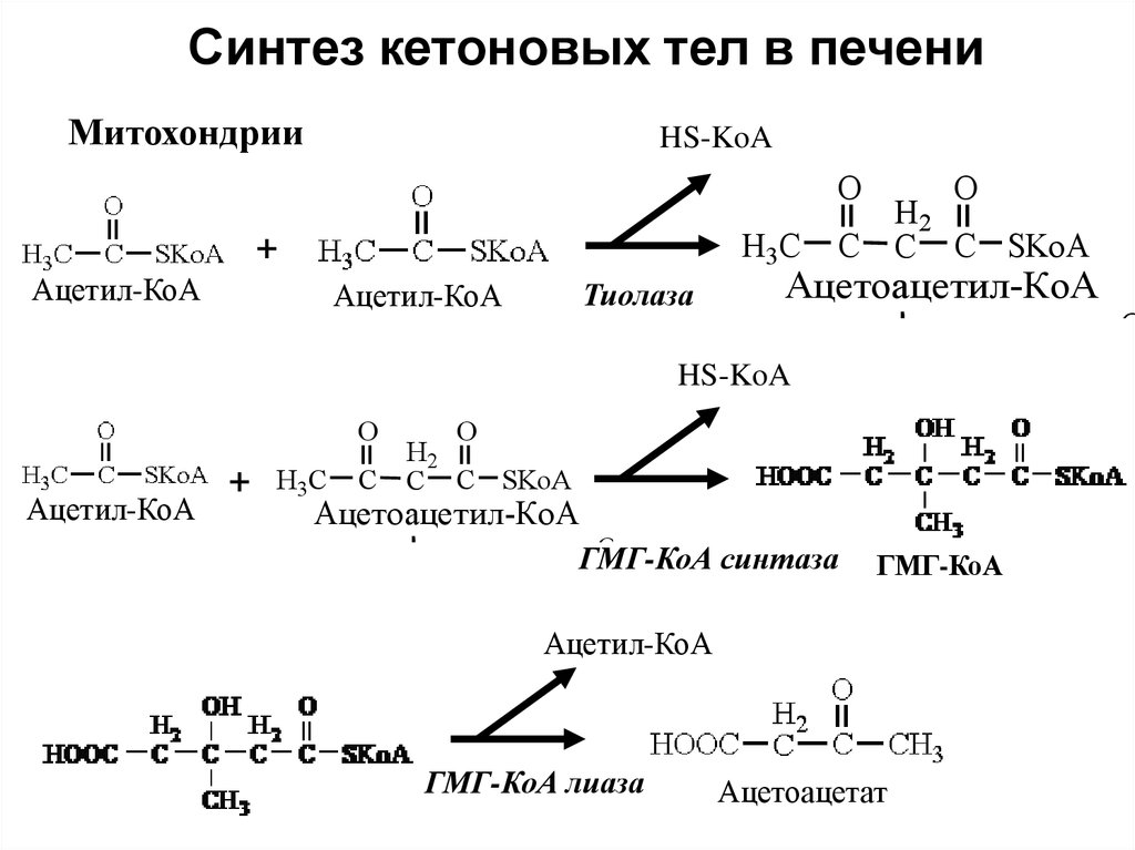 Синтез кетоновых тел в печени