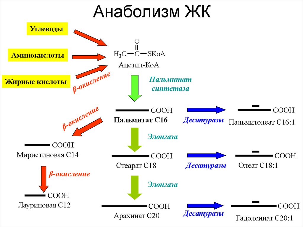 Схема анаболизма и катаболизма