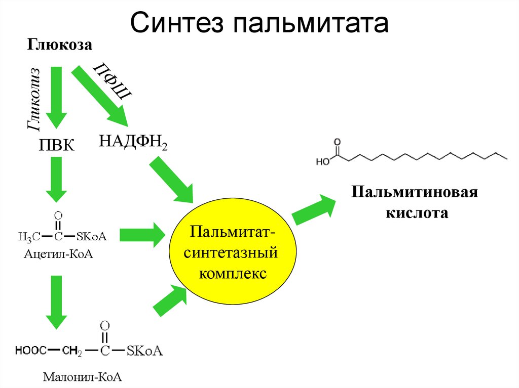 Синтез интернет. Синтез жирных кислот биохимия схема. Синтез жирных кислот из Глюкозы. Схема синтеза пальмитиновой кислоты. Синтез пальмитиновой жирной кислоты.