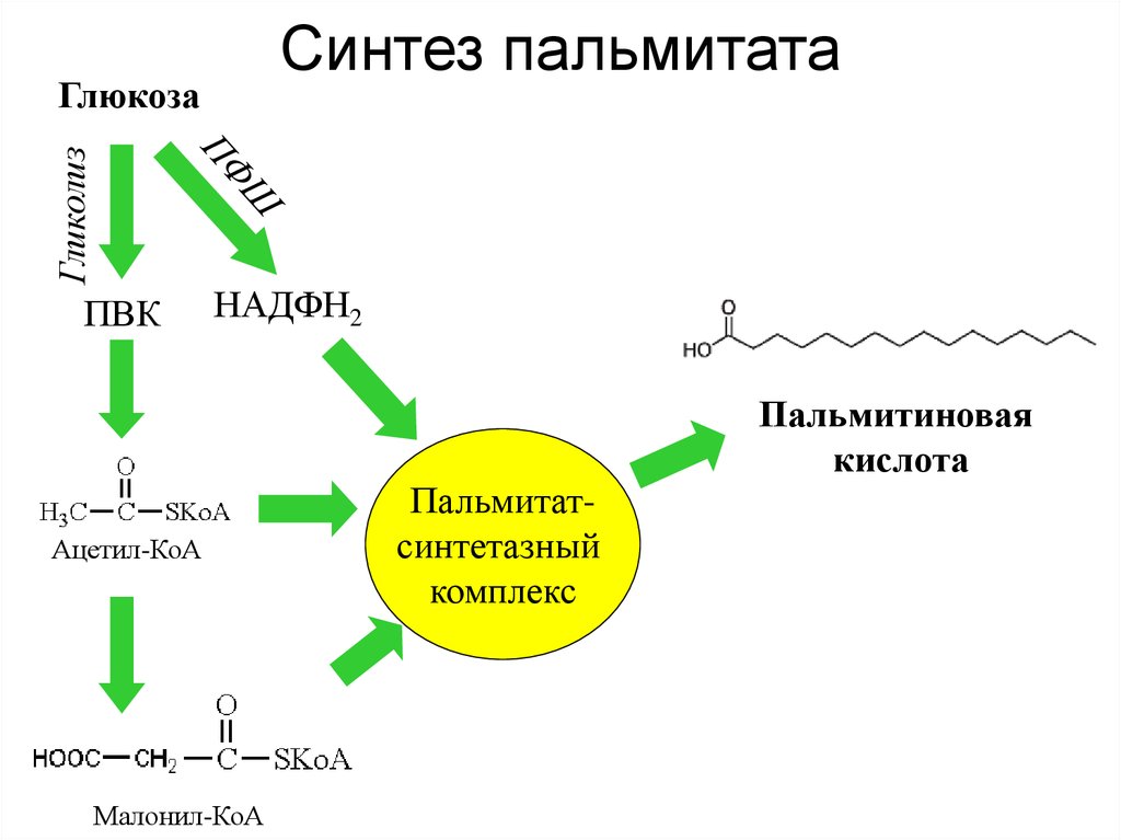 Комплекс синтез. Синтез пальмитиновой кислот из Глюкозы схема. Схема синтеза пальмитиновой кислоты. Синтез жирных кислот из Глюкозы. Схема синтеза жирных кислот из Глюкозы.