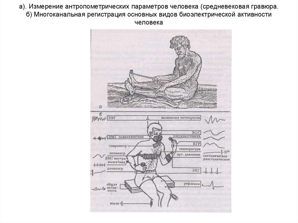 Основные виды биоэлектрической активности. Антропометрические измерения. Основные антропометрические измерения. Измерение антропометрических параметров.. Антропометрические параметры человека.