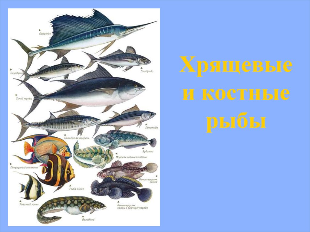 3 примера костных рыб. Классы рыб хрящевые костные. Хрящевые рыбы и костистые рыбы. Костнохрещявые рыбы. Костно-хрящевые рыбы представители.