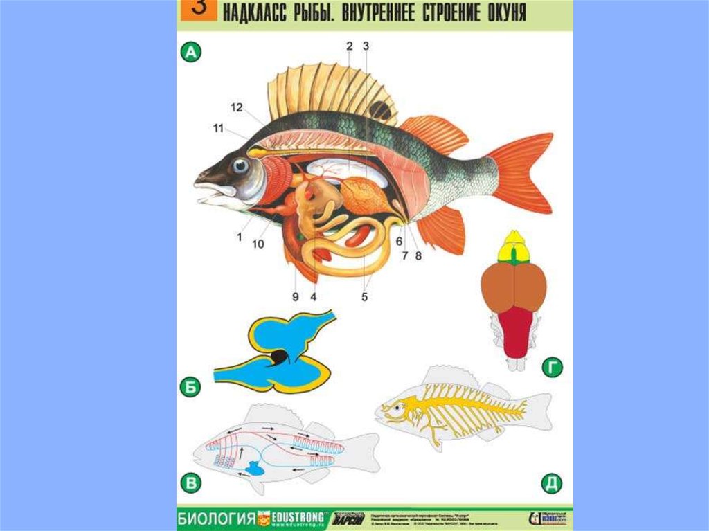 Рыбы биология. Надкласс рыбы строение окуня. Строение морской рыбы. Строение рыб Зоология. Внутреннее строение рыбы для детей.
