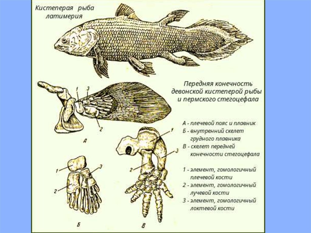 Назовите черты строения древней группы рыб. Строение плавника кистеперой рыбы. Строение плавников латимерии. Кистеперые рыбы особенности строения. Кистеперая рыба Латимерия характеристика.