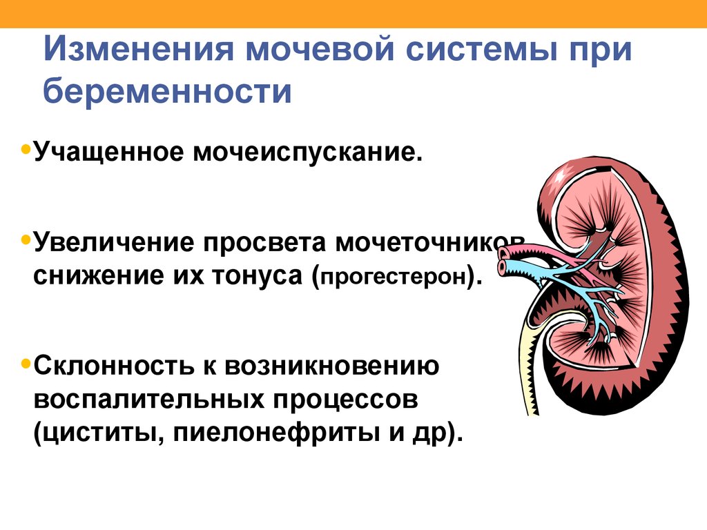 Физиологические изменения во время беременности презентация