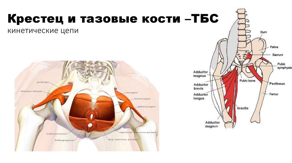 Тазовое дыхание