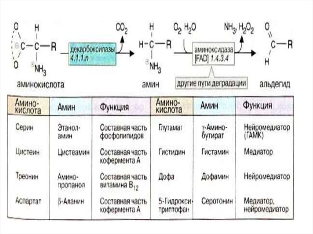 Роль витаминов в обмене аминокислот. Обмен аминокислот витамин. Гистидинемия. Тканевой обмен аминокислот. Роль витамина в6 в обмене нейромедиаторов и аминокислот.