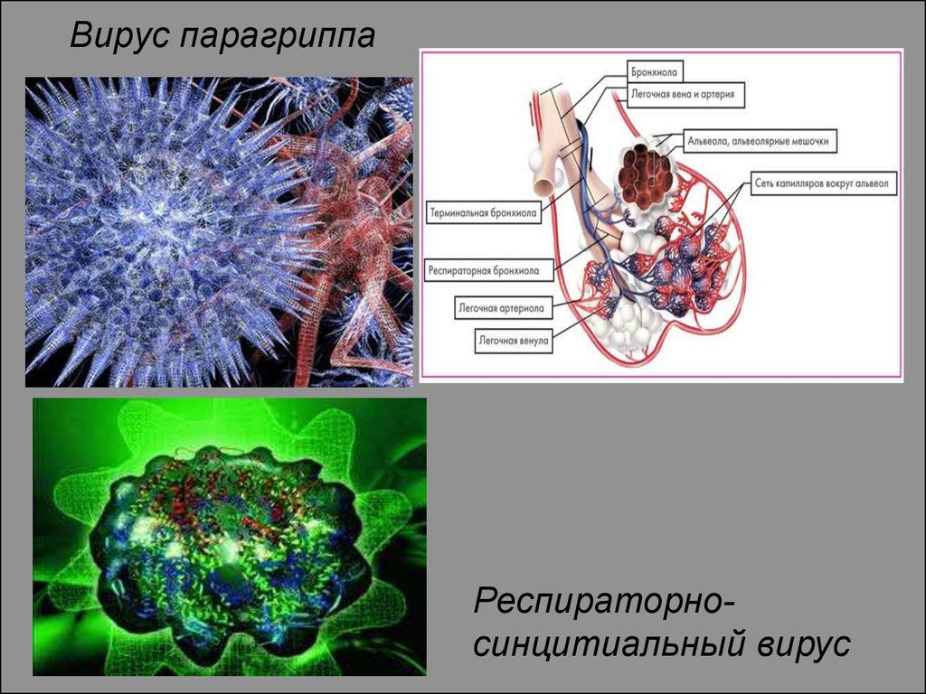 Вирус парагриппа фото