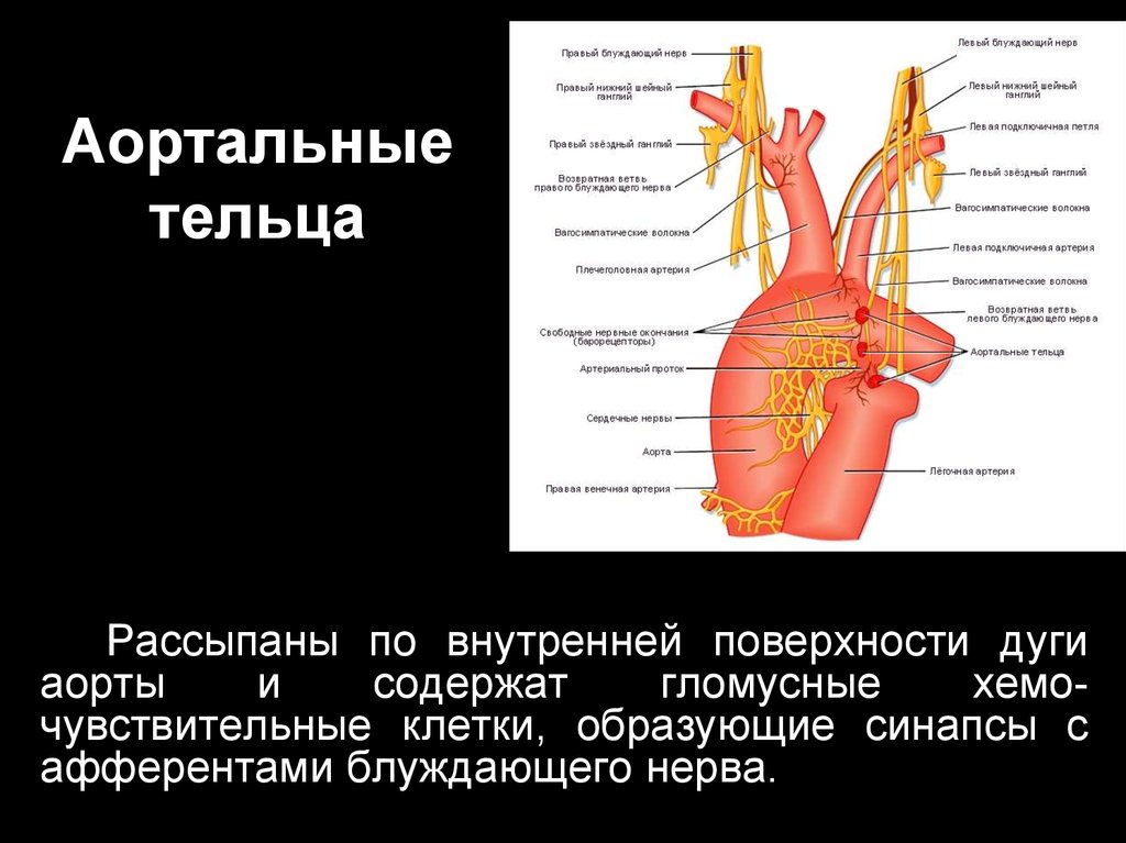 Блуждающий нерв отзывы. Аортальные тельца. Блуждающий нерв и дыхание. Поверхности дуги аорты. Аортальный нерв.