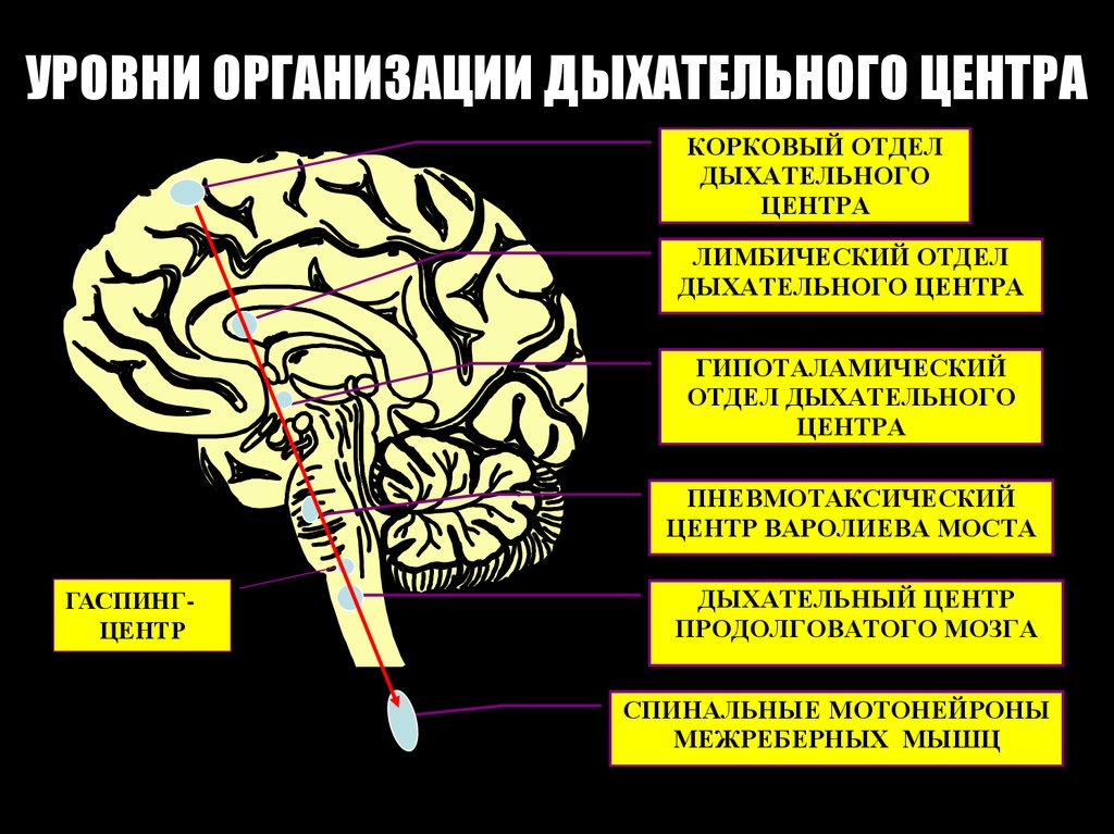 Центр уровня. Уровни организации дыхательного центра. Укажите уровни организации дыхательного центра. Структурно-функциональная организация дыхательного центра. Дыхательный центр головного мозга.