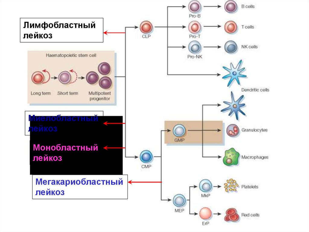 Лейкозы у детей презентация