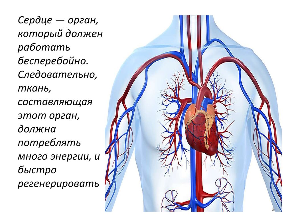 Сердечная мышца где находится фото