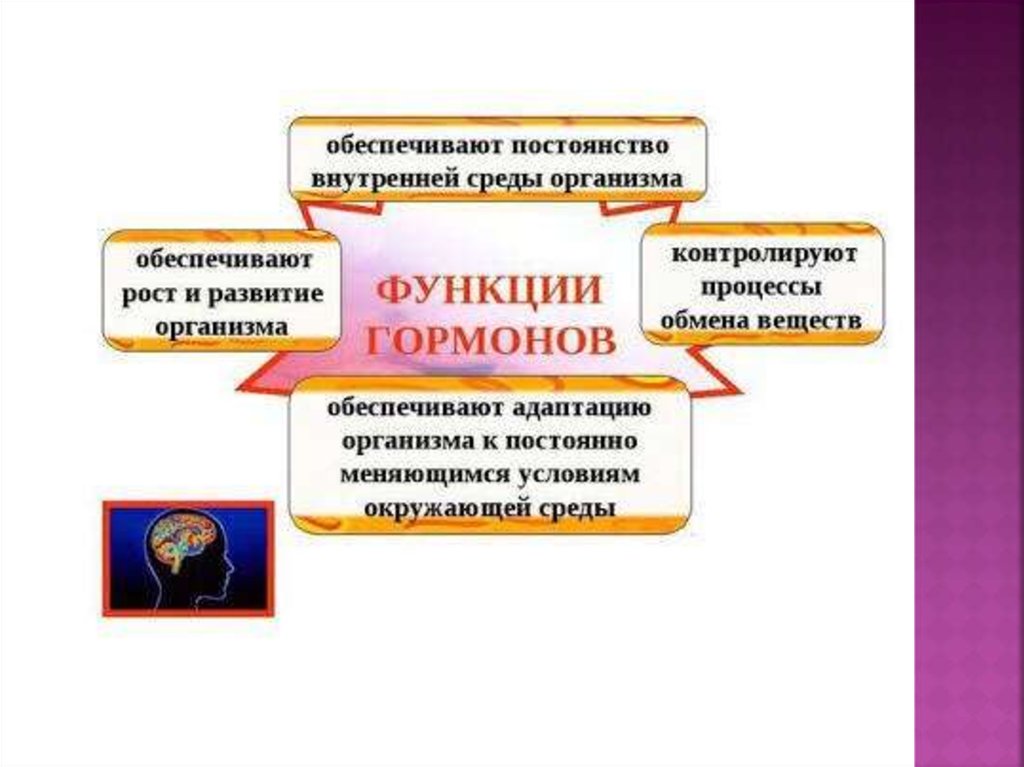 Обеспечивают тел. Функции гормонов. Роль гормонов в организме человека. Обеспечивает постоянство внутренней среды. Что обеспечивает постоянство внутренней среды организма.