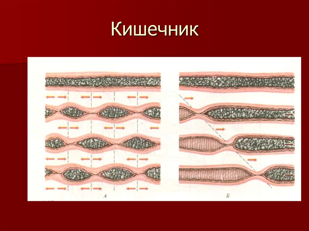 Белок кишечник. Нарушение полостного и пристеночного пищеварения.