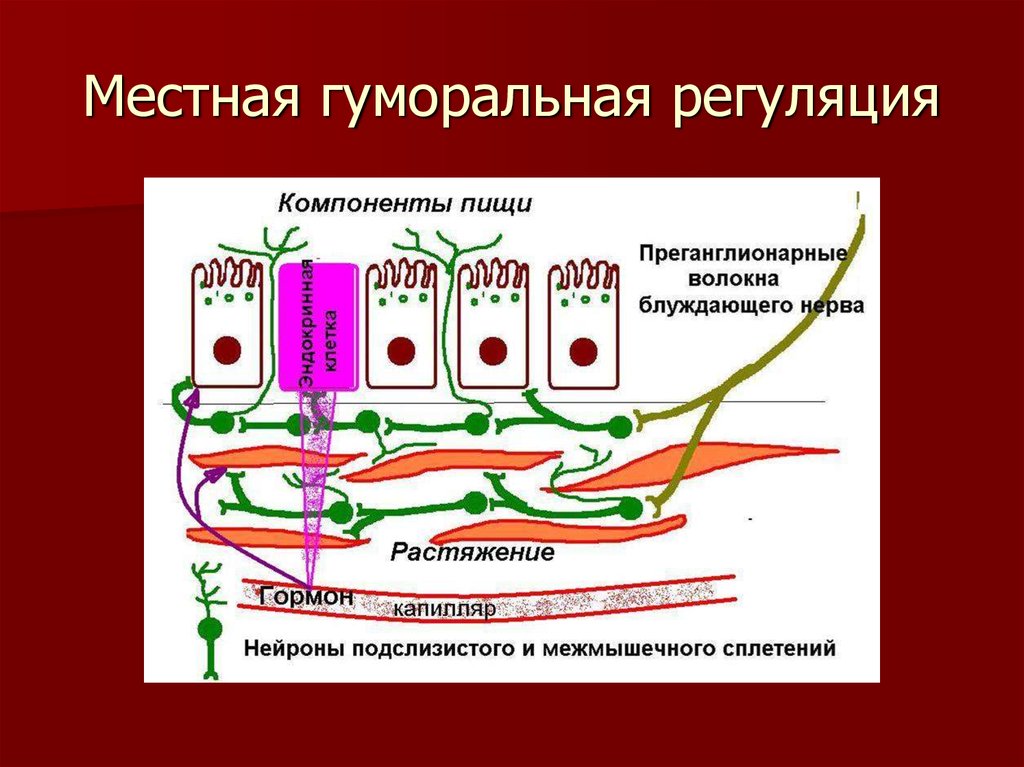 Пристеночное пищеварение это. Гуморальная регуляция тонкого кишечника. Полостное и пристеночное пищеварение в кишечнике. Пристеночное пищеварение в тонком кишечнике. Пристеночное пищеварение физиология.