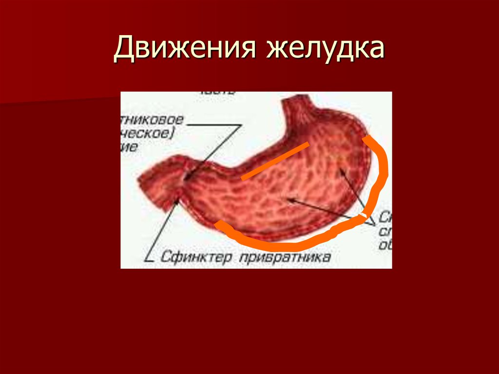 Белка желудок. Движения желудка. Виды движения желудка. Движение желудка и кишечника перемешивающие и продвигающие пищу.