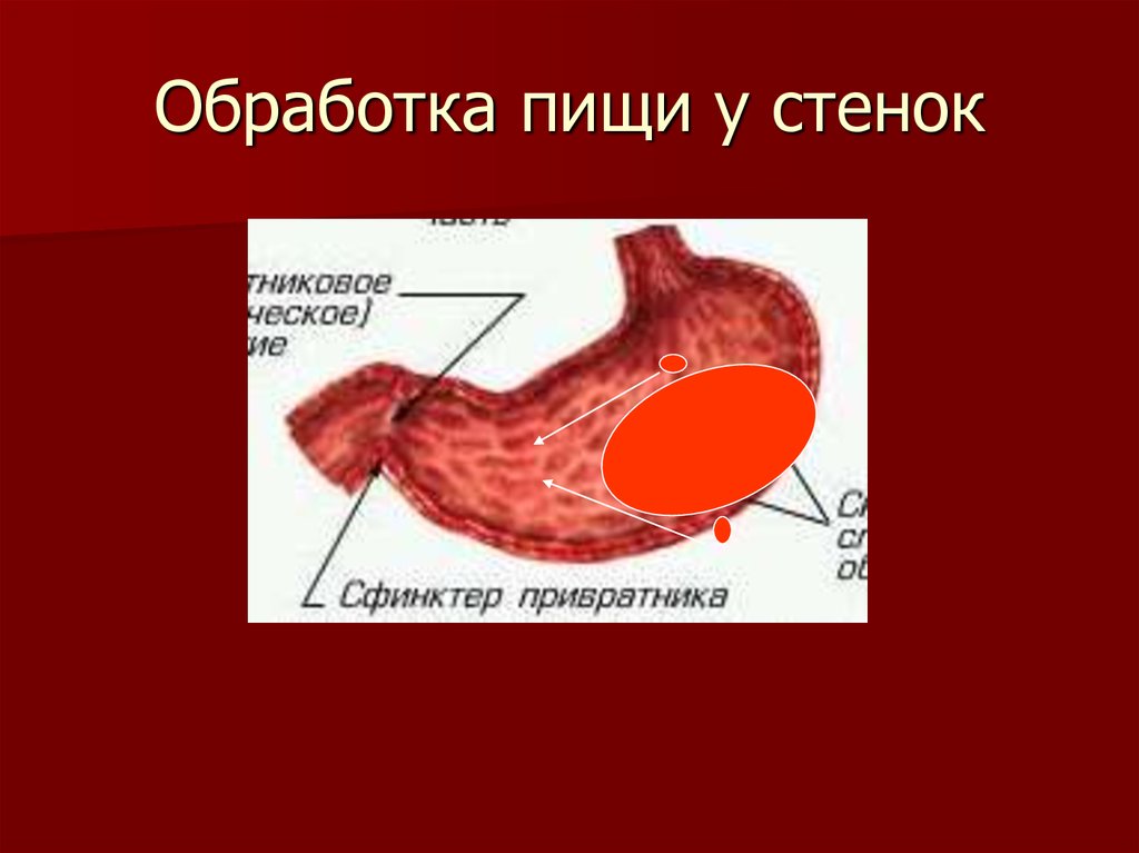 Обработка пищи у стенок