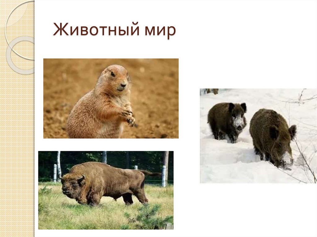 Животный мир