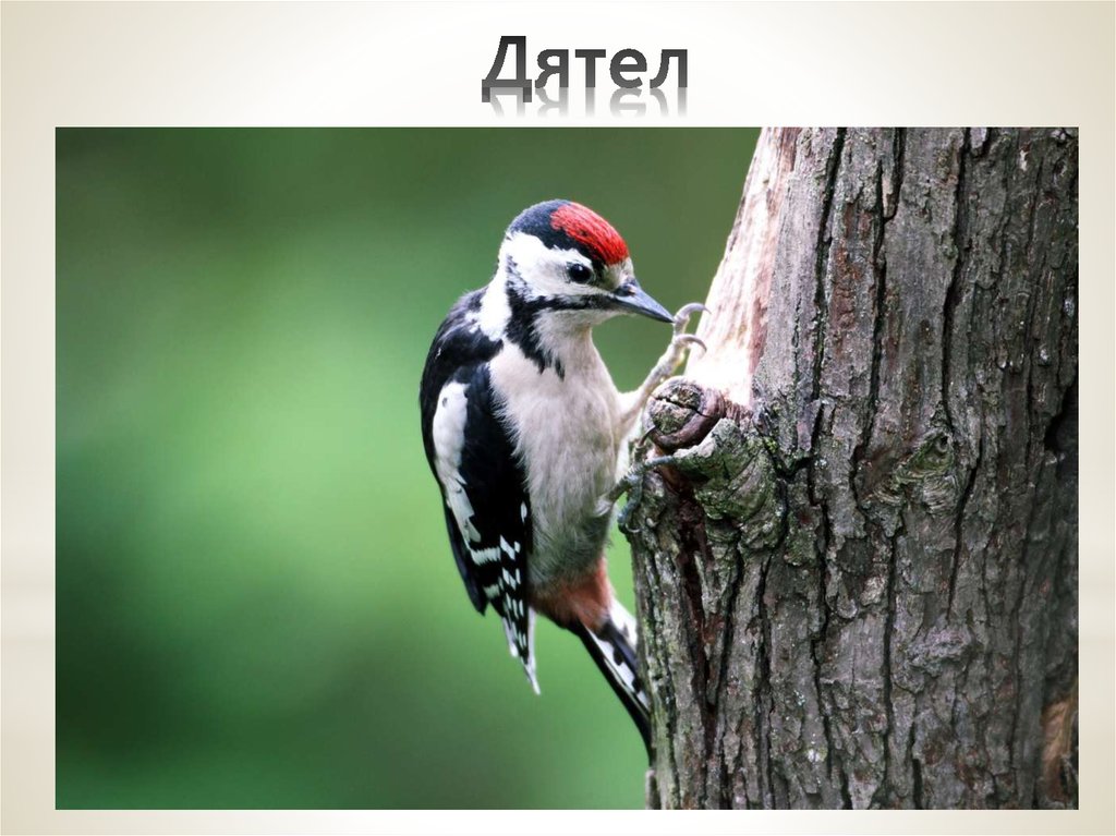 Дятел