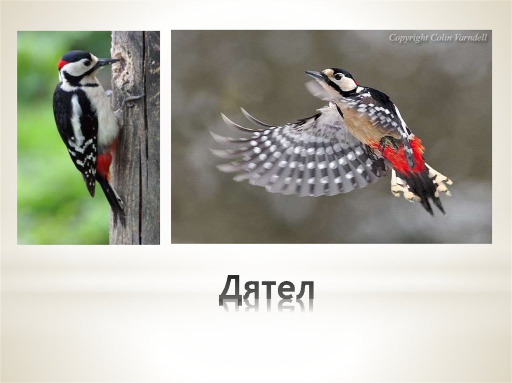 Дятел