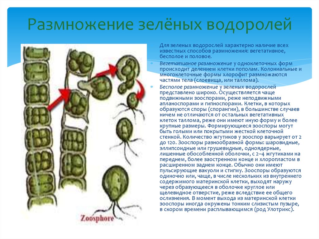 Для водорослей характерно ответ. Размножение зеленых водорослей таблица. Размножение одноклеточных зеленых водорослей. Размножение многоклеточных водорослей. Размножение земных водорослей.