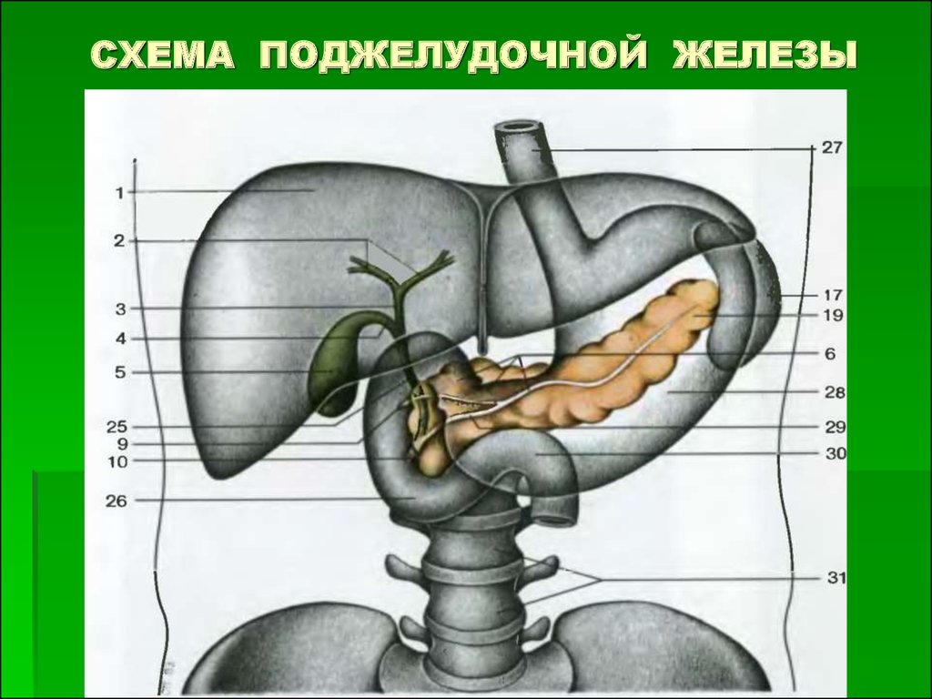 Схема поджелудочной железы