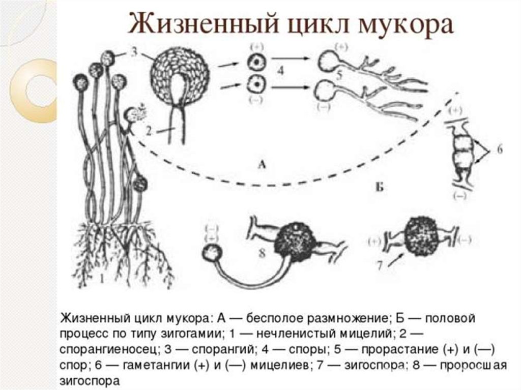 Размножение мукора. Цикл развития гриба мукора. Размножение мукора схема. Цикл развития мукора схема. Жизненный цикл мукора схема.