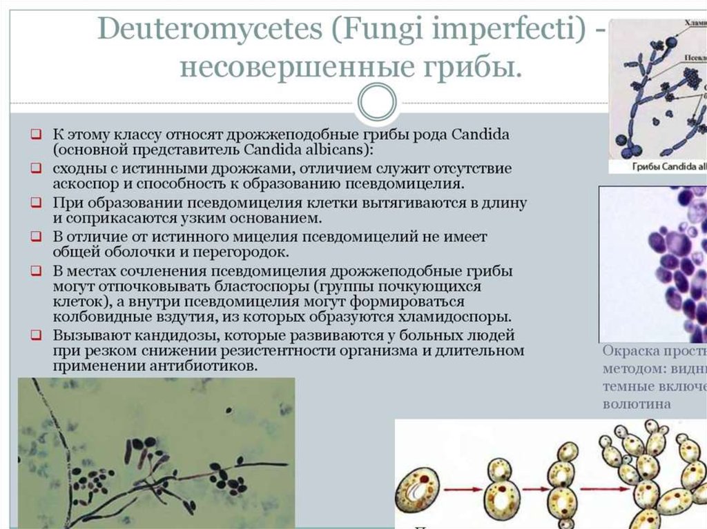 Дрожжеподобные грибы candida. Дрожжеподобные грибы рода Candida. Класс дейтеромицеты, или несовершенные грибы представители. Микроскопические грибы рода кандида. Дрожжеподобные грибы рода кандида микробиология.