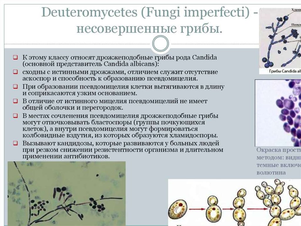 Кандида описание. Дрожжеподобные грибы рода Candida. Класс дейтеромицеты, или несовершенные грибы представители. Микроскопические грибы рода кандида. Дрожжеподобные грибы рода кандида микробиология.