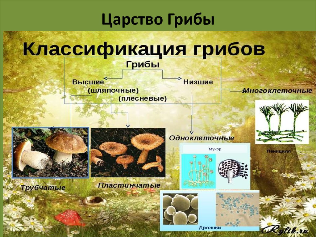 Какие есть группы грибов. Представители царства грибы 5 класс биология. Представители царства грибов 6 класс биология. Царство эукариот грибы. Царство грибы многообразие грибов.