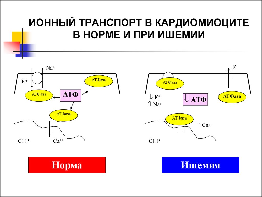 Ионный транспорт. Транспорт в ионных каналах. Ионные каналы кардиомиоцитов. Трансмембранный потенциал кардиомиоцитов.