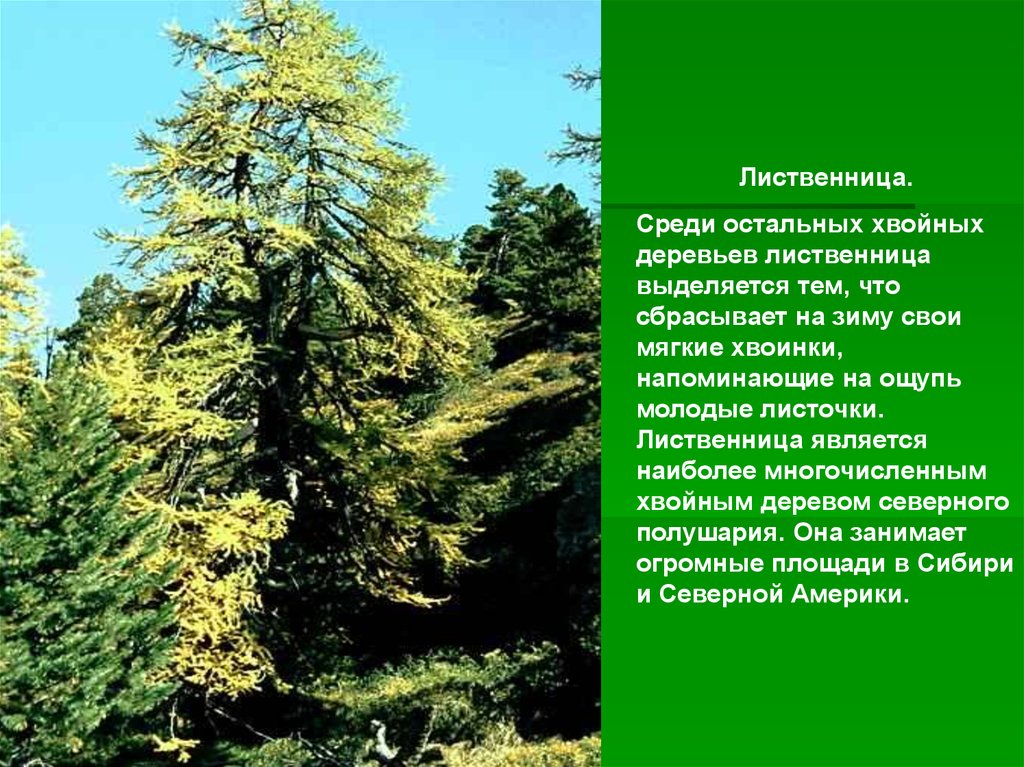 Произрастание хвойных деревьев природная зона. Лиственница Сибирская класс. Лиственница необычное дерево. Лиственница дерево хвойное. Лиственница дерево описание.