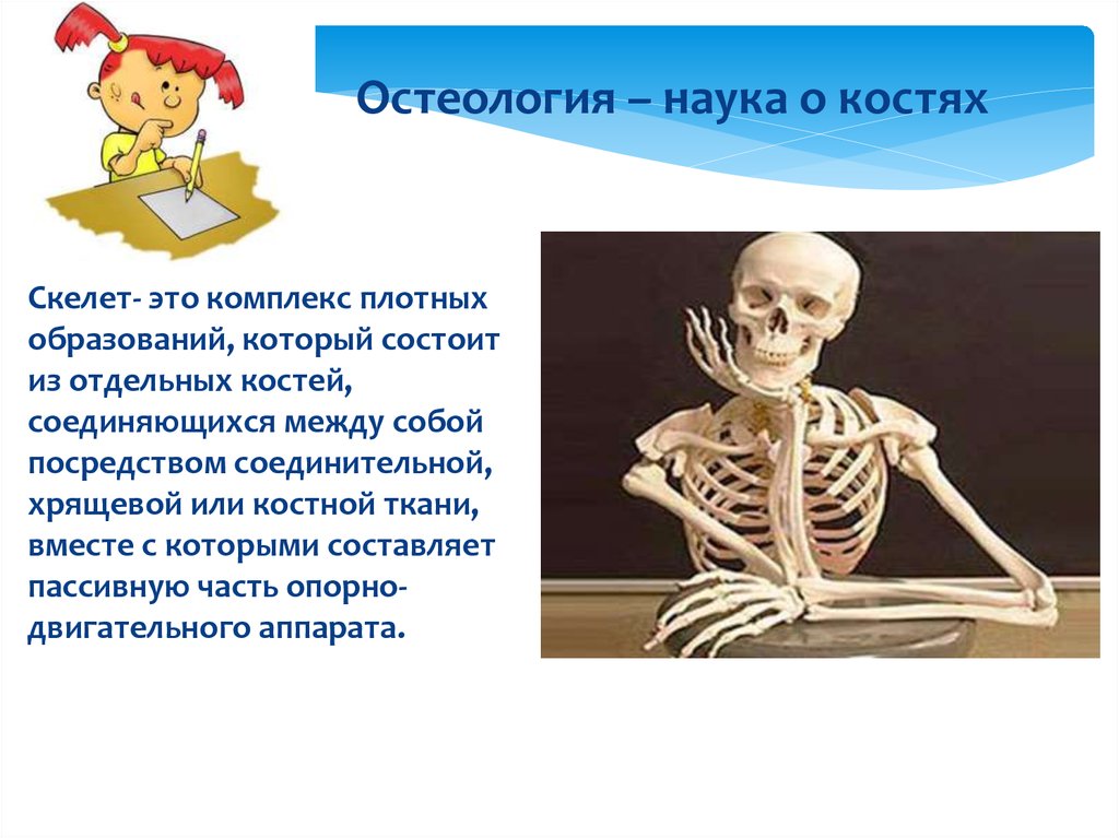 Скелет состоит из хрящевой ткани. Изучение скелета. Остеология скелет. Остеология наука о костях.