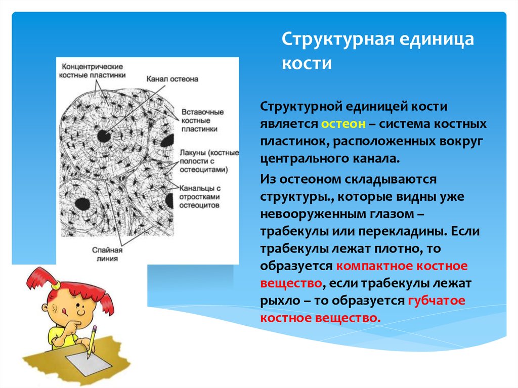 Структурная единица кости рисунок