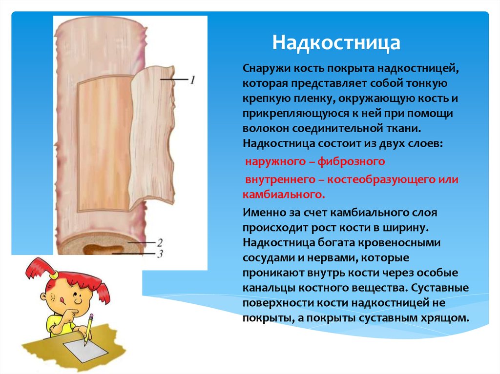 Чем покрыта кость снаружи. Наружный слой надкостницы. Костница. Надкостница анатомия человека.