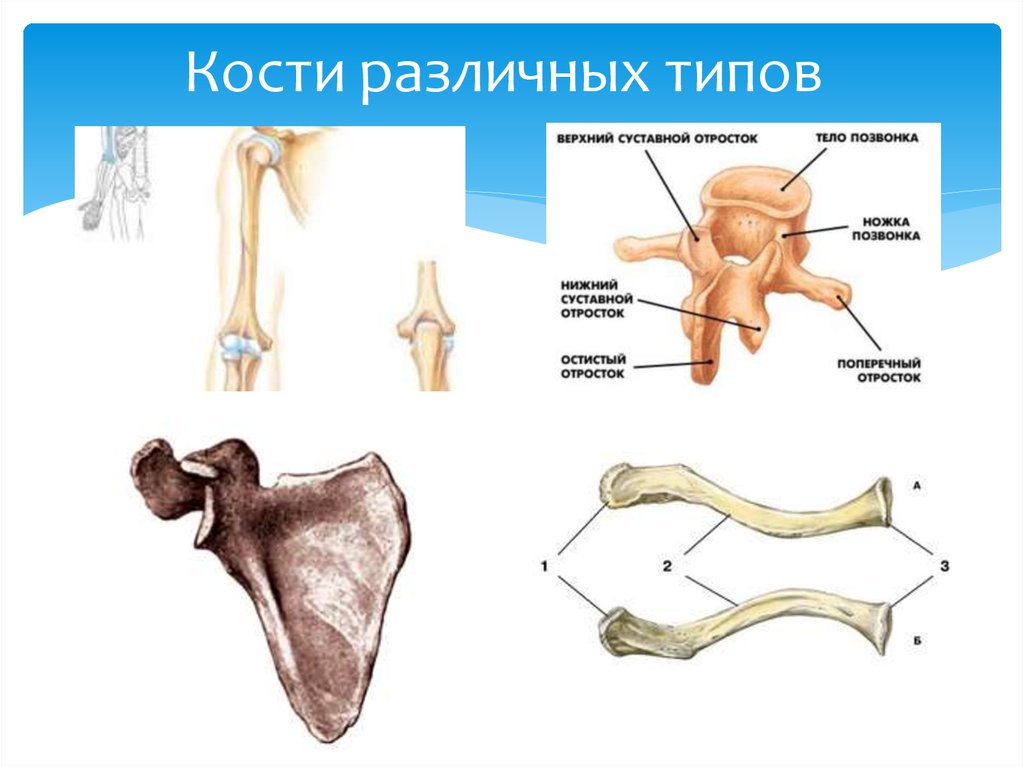 Трубчатые кости таблица