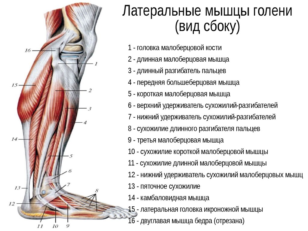 Часть ноги на б. Мышцы нижней конечности сбоку. Мышцы нижней конечности вид сбоку. Нижняя конечность мышцы голени вид сбоку.