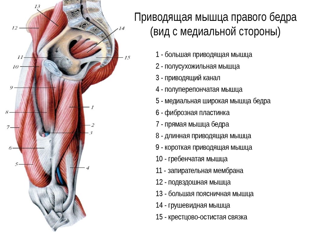 Медиальный и латеральный это. Мышцы внутренней поверхности бедра анатомия. Анатомия мышцы таза внутренние и наружные. Сухожилие приводящей мышцы бедра анатомия.