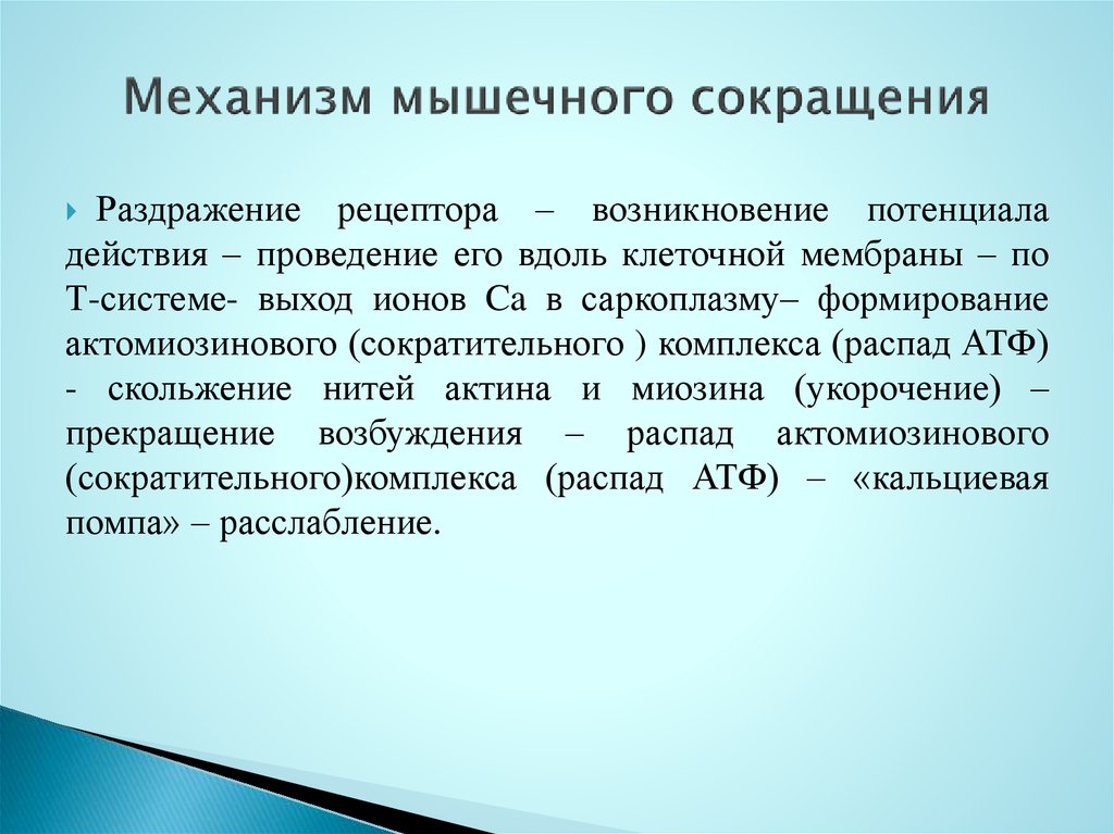 Механизмы мышц. Механизм мышечного сокращения физиология. Последовательность процессов мышечного сокращения.