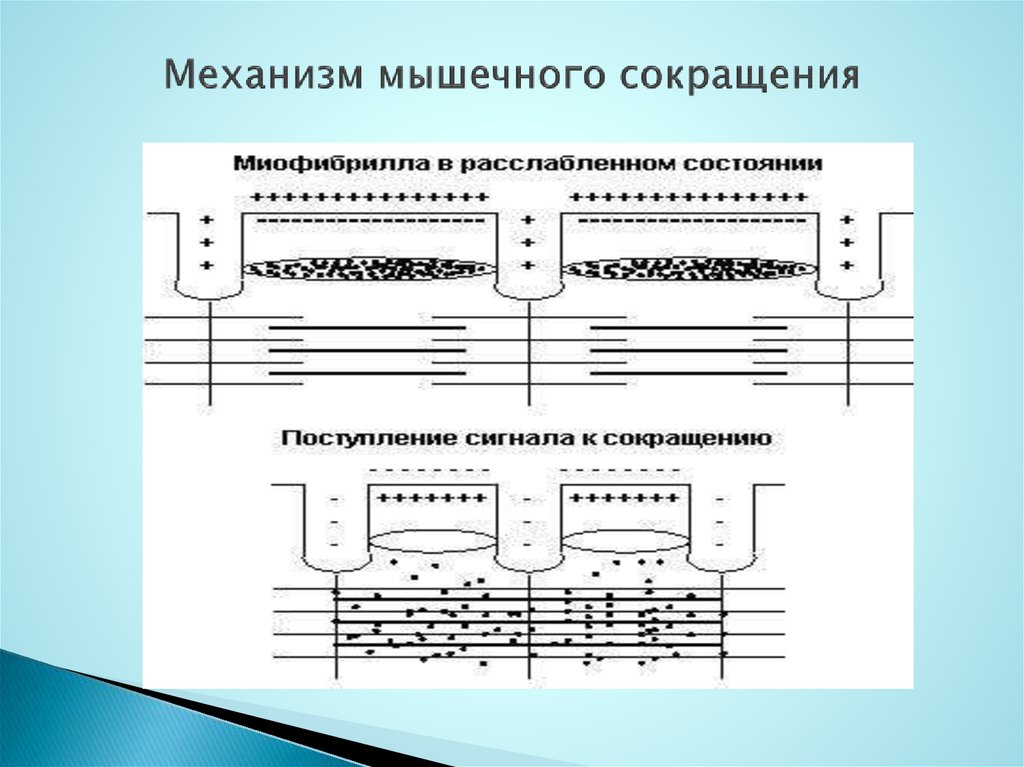 Последовательность мышечного сокращения