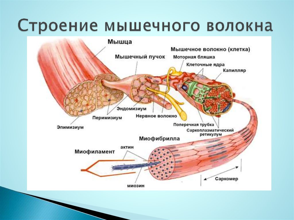 Схема строения скелетного мышечного волокна