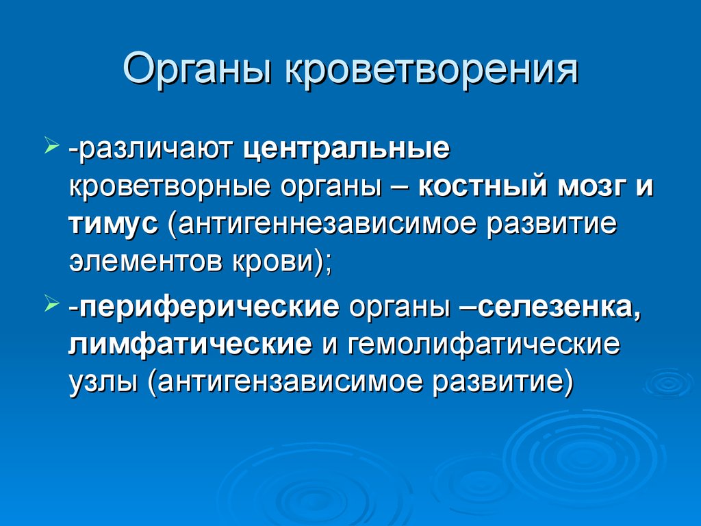 Органы кроветворения