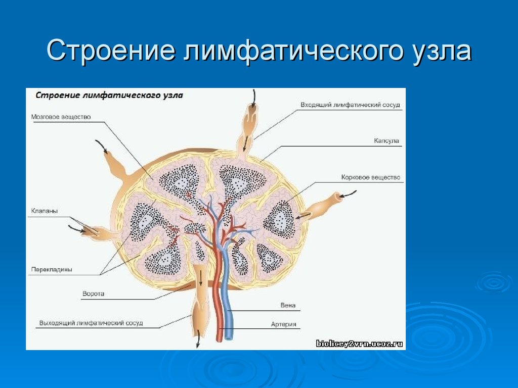 Лимфоузлы структурны. Схема строения лимфатического узла. Лимфоузел строение рисунок. Схема строения лимфатического узла иммунология. Строение лимфатического узла анатомия человека.