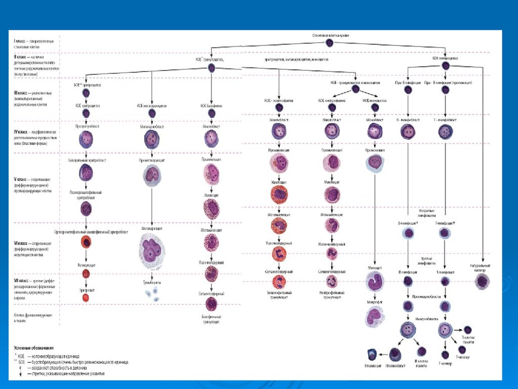 Гемопоэз. Схема кроветворения гематология современная. Гемопоэз современная схема кроветворения. Схема кроветворения простая. Схема кроветворения гематология по Воробьеву и Черткову.