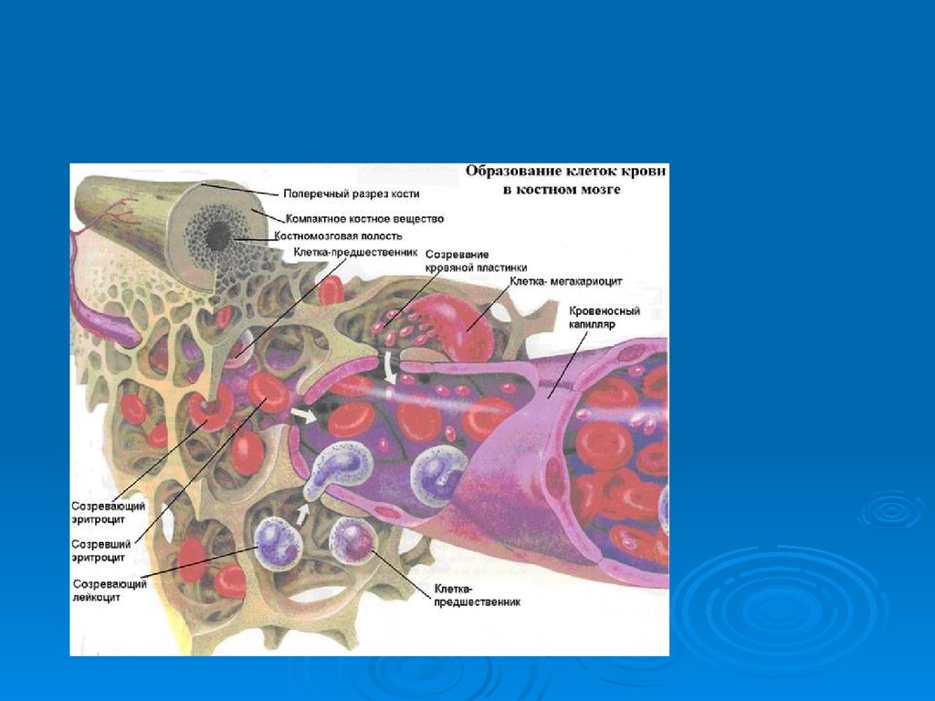 Клетки крови образующийся в костном мозге. Костный мозг гемопоэз гистология. Схема кровоснабжения красного костного мозга. Основные кроветворные клетки красного костного мозга:. Органы кроветворения красный костный мозг.