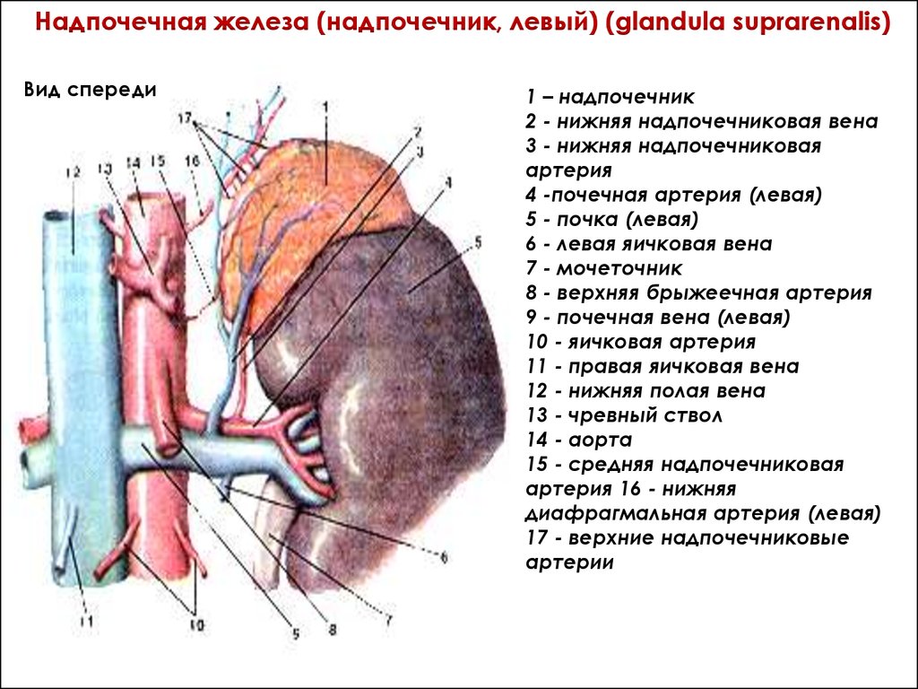 Почечная артерия на рисунке